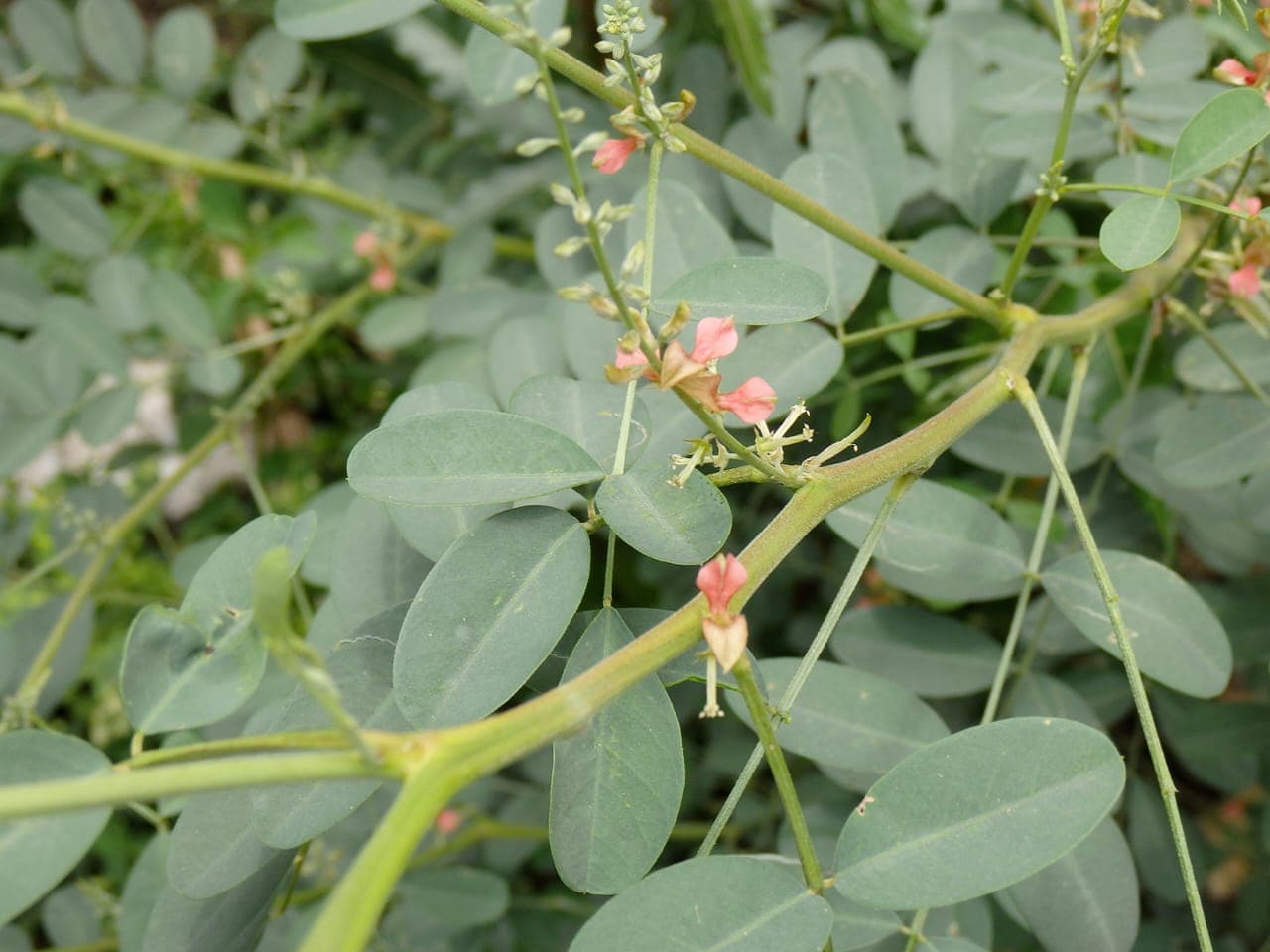 Feuilles et fleurs de l'indigo africain, Philenoptera cyanescens